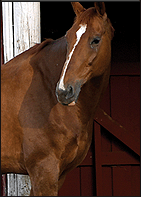 Equine Electrotherapy Treatment Device