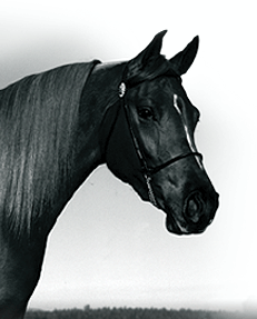 Equicurrent For Horse Health Care