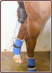 Horse Care Electrotherapy Treament