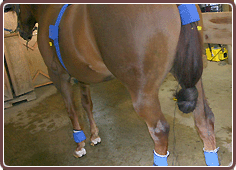 Horse Care Electrotherapy Treament