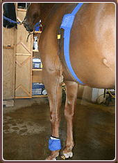 Horse Care Electrotherapy Treament