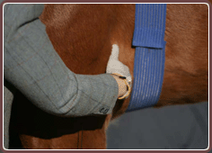 Equine Care Microcurrent Stimulation