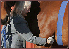 Equine Care Microcurrent Stimulation