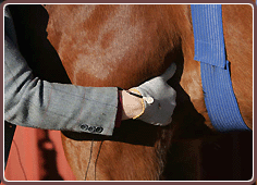 Equine Microcurrent Therapy - Long Belly Wraps