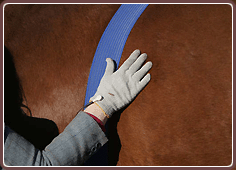 Equine Microcurrent Therapy - Long Belly Wraps