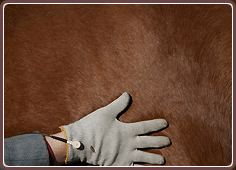 Equine Massage Gloves