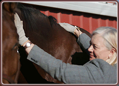 Equine Massage Gloves