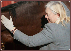 Equine Massage Gloves