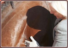 Horse Health Microcurrent Electrotherapy Treatment