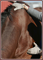 Horse Health Microcurrent Electrotherapy Treatment