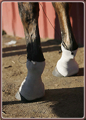 Equine Treatment Equicurrent Full Silver Sleeve