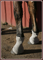 Equine Treatment Equicurrent Full Silver Sleeve