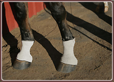 Equine Treatment Equicurrent Full Silver Sleeve