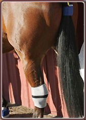 Equine Treatment Equicurrent Dual Silver Sleeve