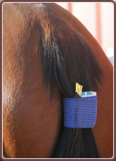 Equicurrent Short Versatile Wraps