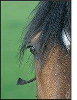 Equicurrent For Horse Health Care